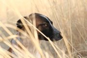 honden foto van Saskia