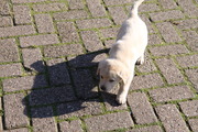 honden foto van Gonda Hummel en Doutzen