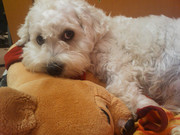 honden foto van Lucky