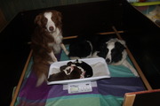 honden foto van oedatchina