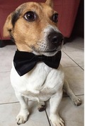 honden foto van [[Burcu&Gugy]]