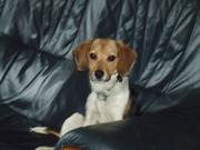 honden foto honden foto van gelinde romkes