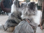 honden foto honden foto van josina