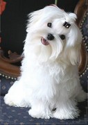 honden foto van v. Countess of Holland maltezers