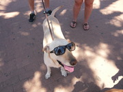 honden foto van sophie