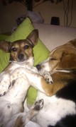 honden foto honden foto van Petra Baauw
