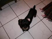 honden foto honden foto van Vanhemel Eveline