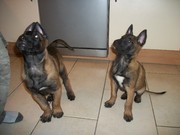 honden foto van Bianca Samuels