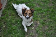 honden foto van Ziggy