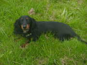 honden foto van sam