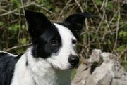 honden foto van Elize Poelenije