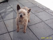 honden foto van miranda
