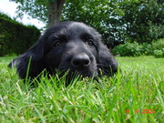 honden foto van Ginaflorashof