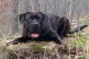honden foto van Manon