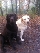 honden foto van barbara