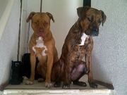 honden foto van Mila & Macho