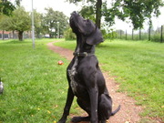 honden foto van Nico en Gissell