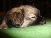 honden foto van Marlou