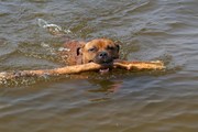 honden foto van ingebcm