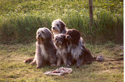 honden foto van Tjeerdfrans