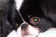 honden foto van Janneke Eeftens