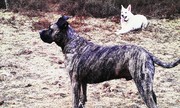 honden foto van peter en marjo