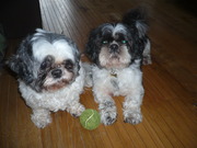 honden foto van annick