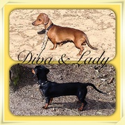 honden foto van Daisy, Diva & Lady