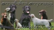 honden foto van Diana Fransen-Wellens