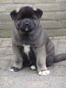 honden foto van natascha