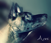 honden foto van Naomi en Ares