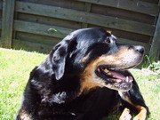 honden foto van Maaike