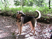 honden foto van Alisa van Zonneveld