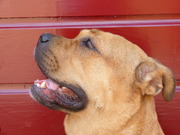 honden foto van Jose lenoir en guido moers