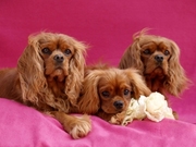 honden foto van jolanda en roy goumans
