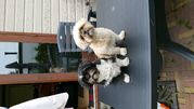 honden foto van Els