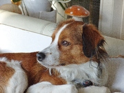honden foto van Karin, Lucky*, Duke* en Buddy