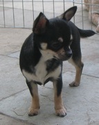 Honden Page profiel van Circle of Life