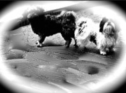 honden foto van Saskia, Bliksem en + Dribbel 