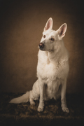 honden foto van White Shadow