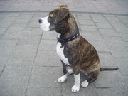 honden foto van MARTO