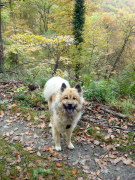 Honden Page profiel van Ineke Smit van Eurasier Van Polder Stein