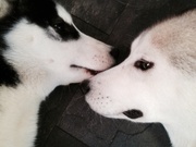 honden foto van Kells / Luna&Ares