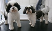 honden foto van Tommy&Max