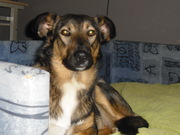 honden foto van Jacq&Will&Passey&Nina  † Rambo :(