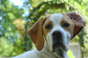 honden foto van wammes