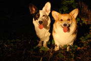 honden foto van Kimberley, Zoë&Elsa