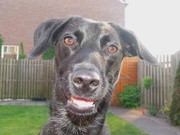 honden foto van Annette