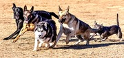 honden foto van steffi campesi