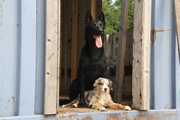honden foto van Mariska & De dogs Djenna en Nowie